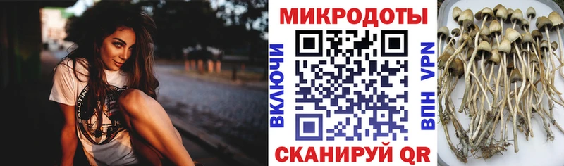 Галлюциногенные грибы Psilocybe  Купить где  Волгоград 